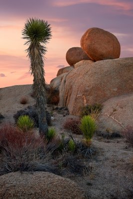 Joshua Tree NP