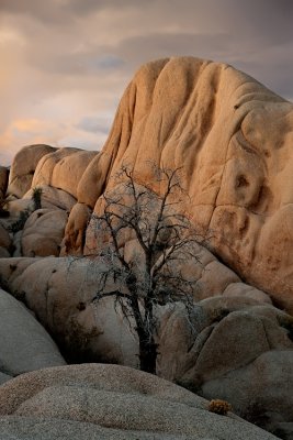 Joshua Tree NP