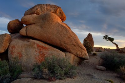 Joshua Tree NP