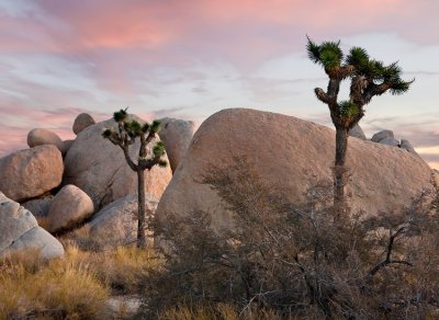 Joshua Tree NP