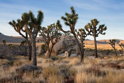 Joshua Tree NP