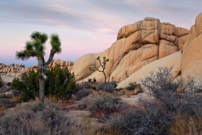 Joshua Tree NP