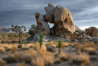 Joshua Tree NP