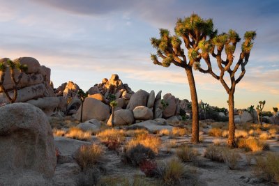 Joshua Tree NP