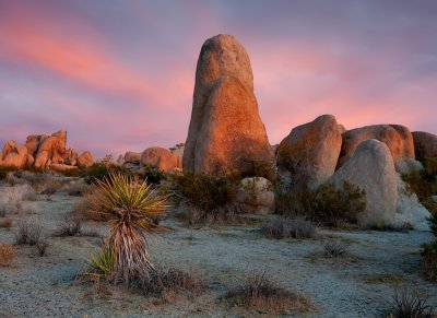 Joshua Tree NP