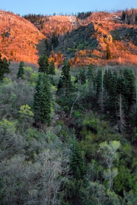 Wasatch NF