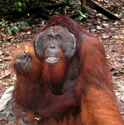 Orang Utans 