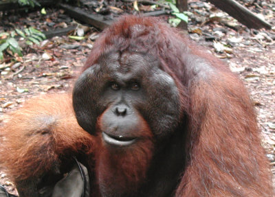 Orang Utans 