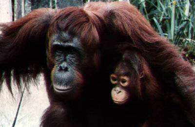 Orang Utans 