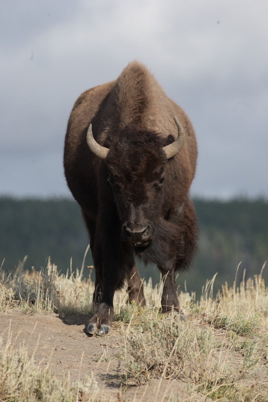 bison2.JPG