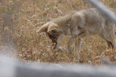 Coyote17.JPG