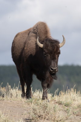 bison1.JPG