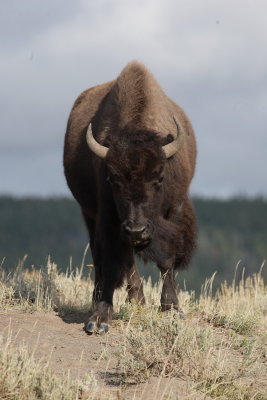 bison2.JPG