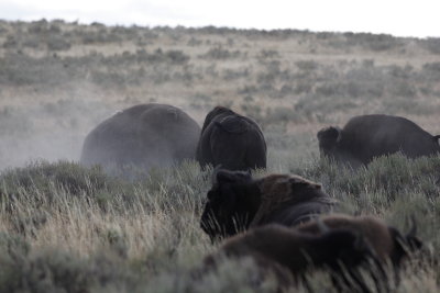 bison3.JPG