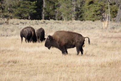 bison4.JPG
