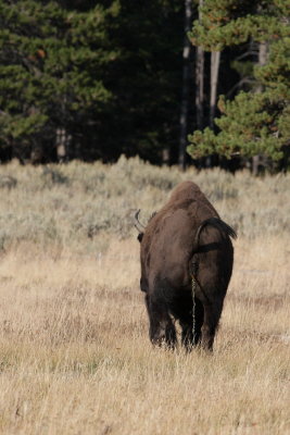 bison5.JPG