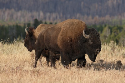 bison6.JPG