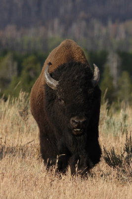 bison7.JPG