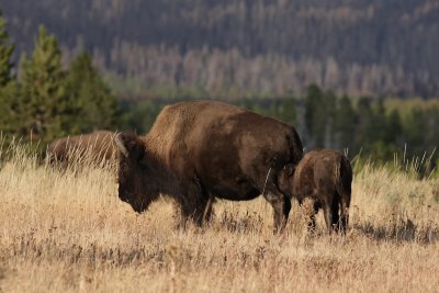 bison8.JPG