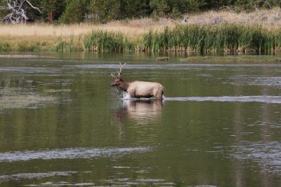 elk1.JPG