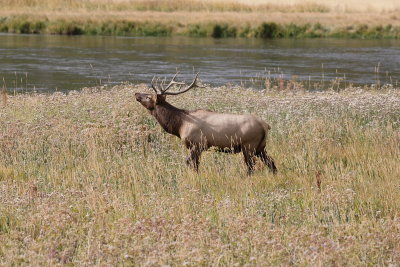 elk2.JPG