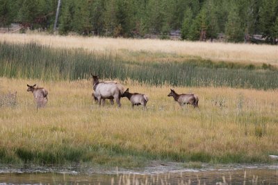 elk3.JPG