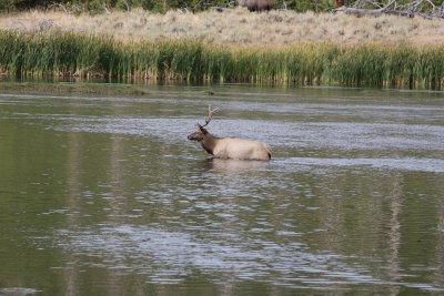 elk4.JPG