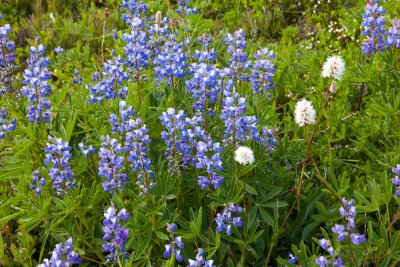 _MG_2240.jpg