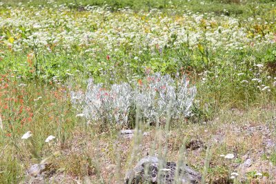 Peggys_pond0002.JPG