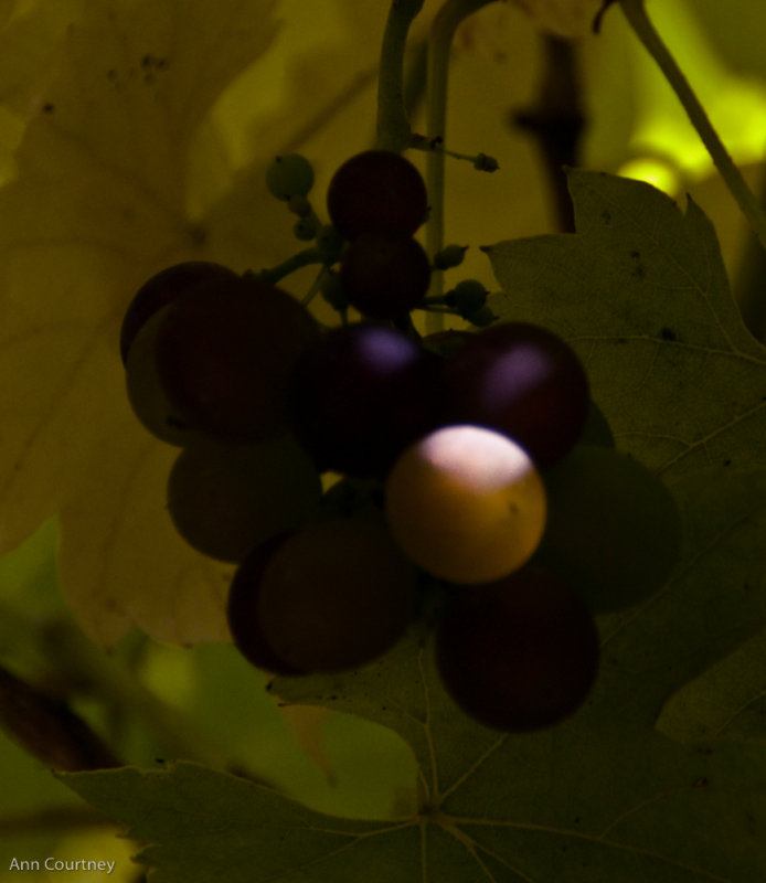 Grapes