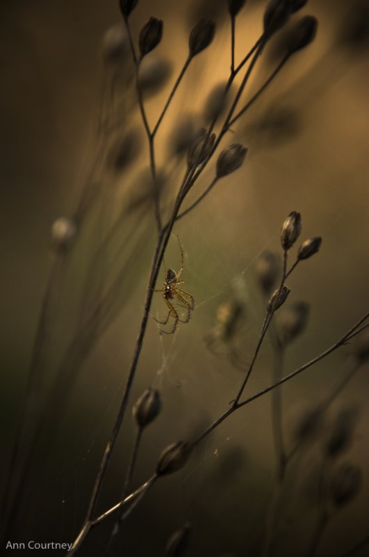 Hiding