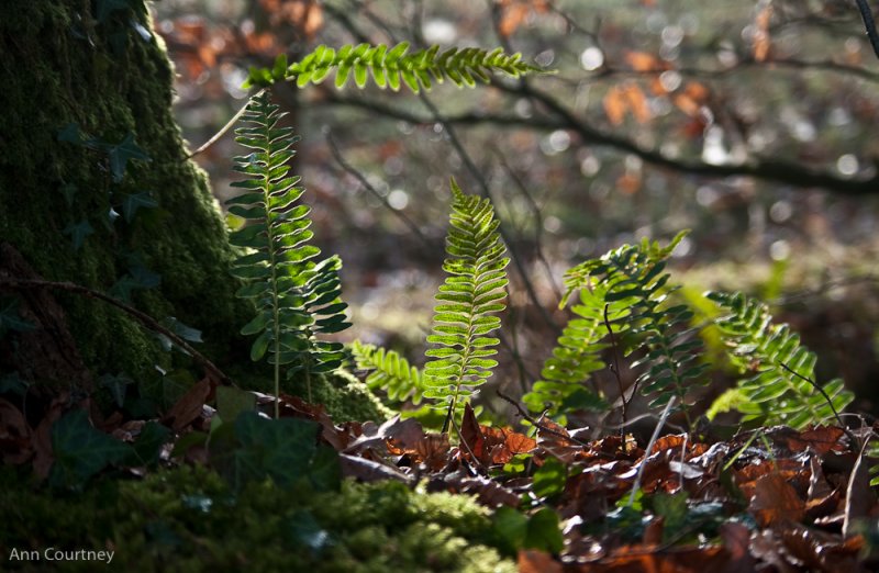 Ferns.
