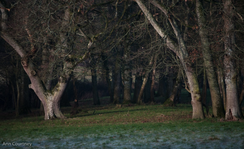 Copse