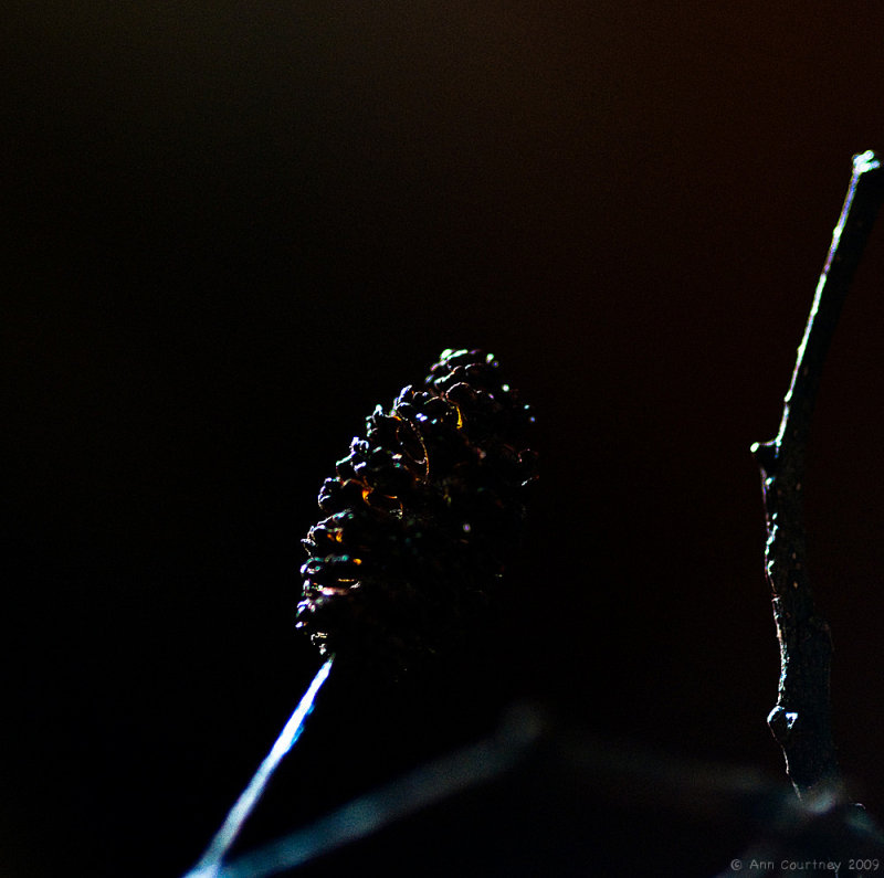 Alder.
