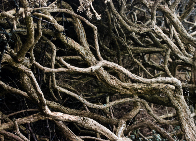 Roots and branches