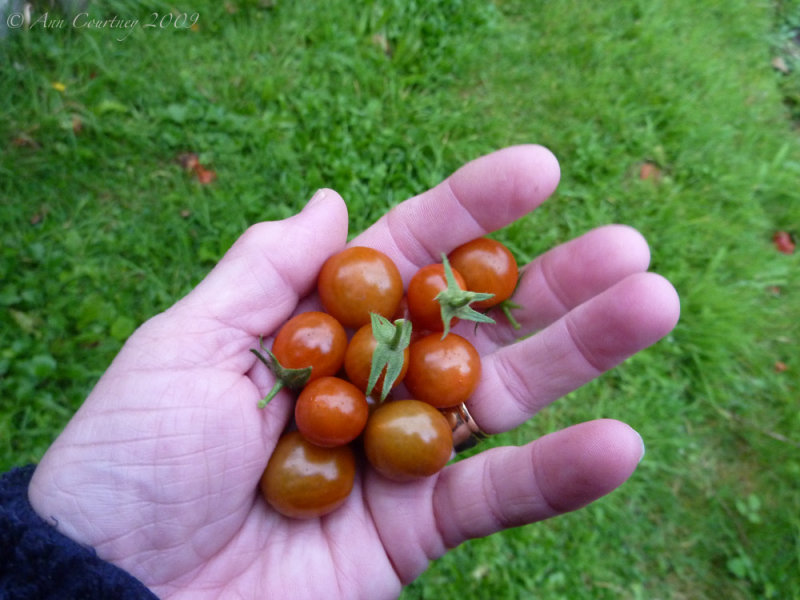 Baby Toms