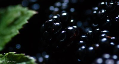 Hedgerow harvest