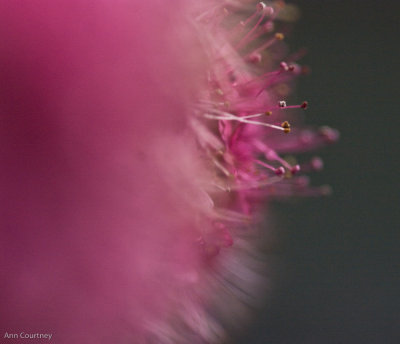 Spirea.