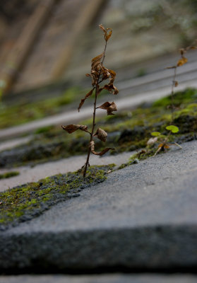 Life on the roof