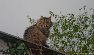 Fuzz on a cold tin roof!