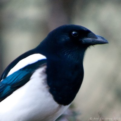 Magpie