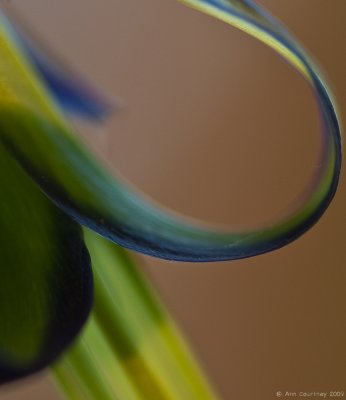  Bromeliad
