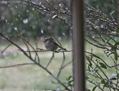 Long Tail Tit