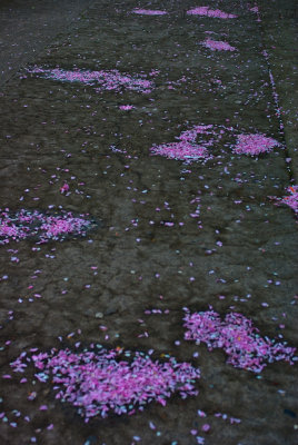 pink puddles