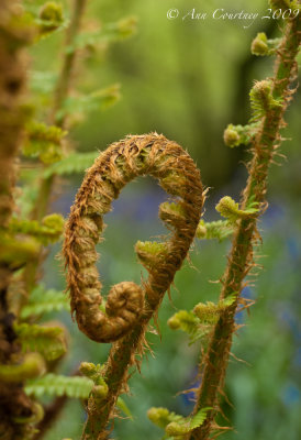 Fern