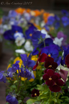 Pansies