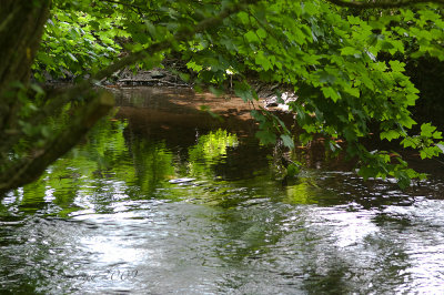 River Taw