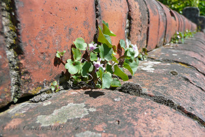 Along the wall