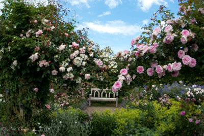 A quiet spot in the Rose Garden