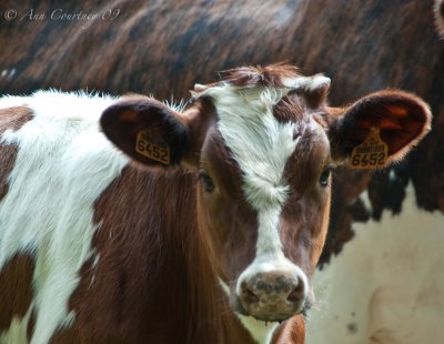  Inquisitive